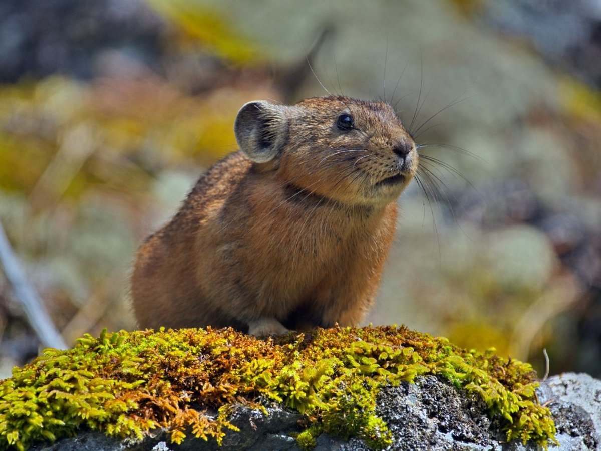 Алтайская пищуха (Ochotona Alpina)
