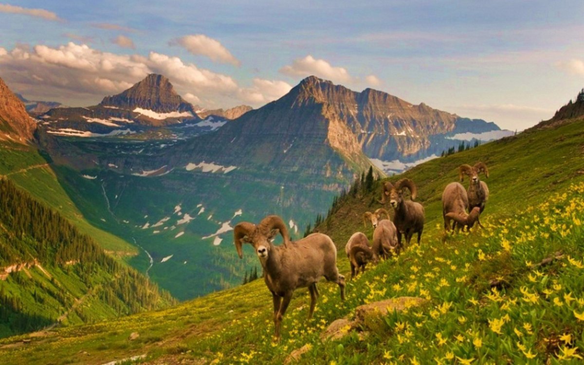 Штат Монтана животные