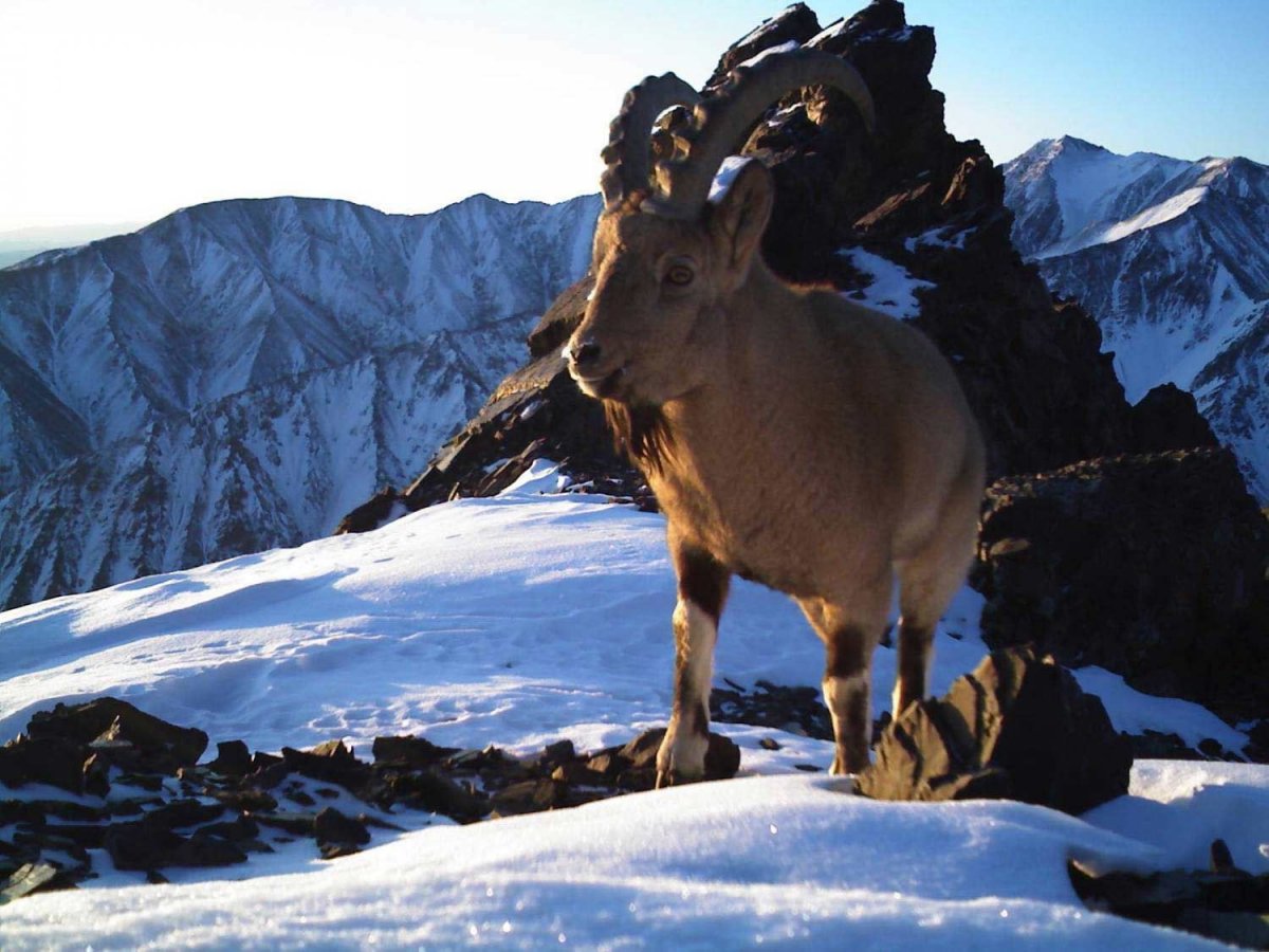 Горный козел Убсунурская котловина