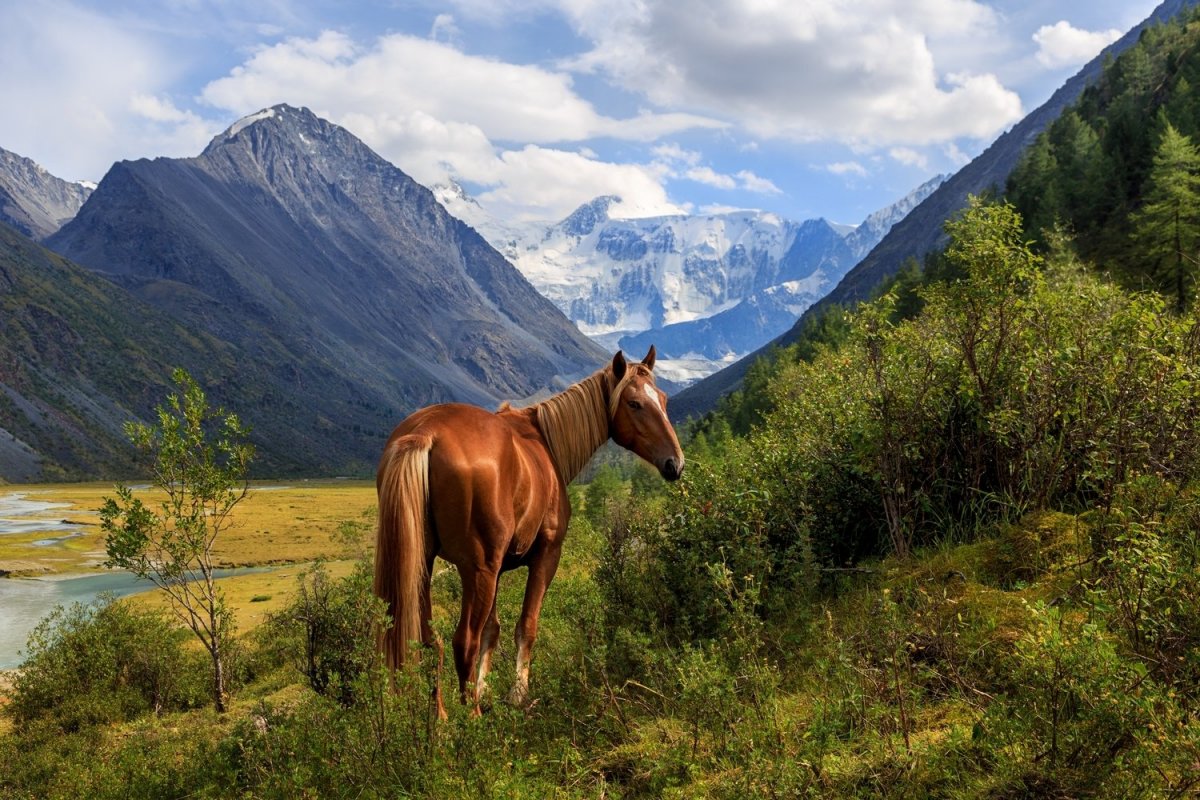 Алтаец и лошадь Алтай
