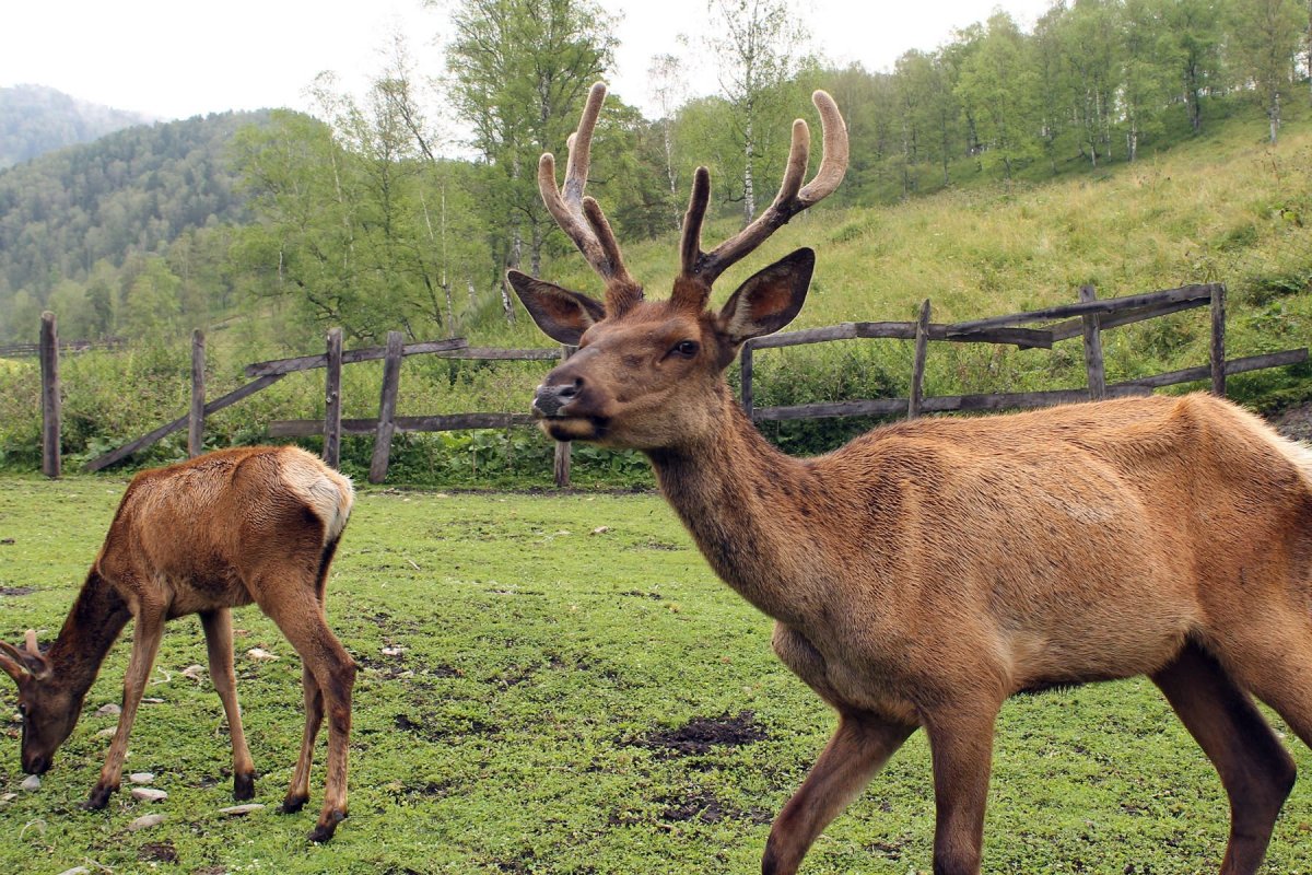 Мараловодческий комплекс горный Алтай