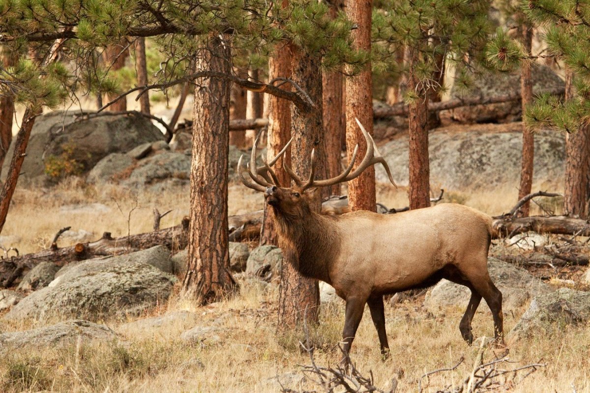 Сибирский Марал