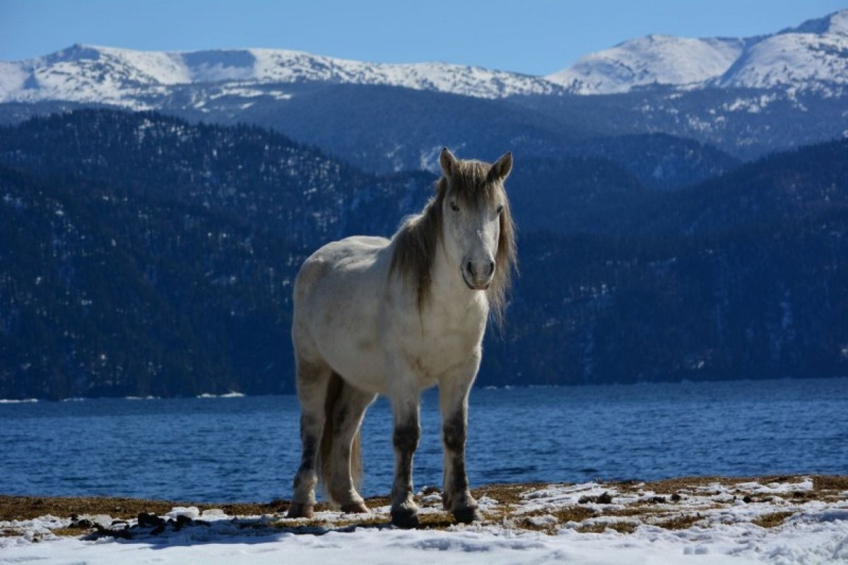 Телецкое озеро заповедник