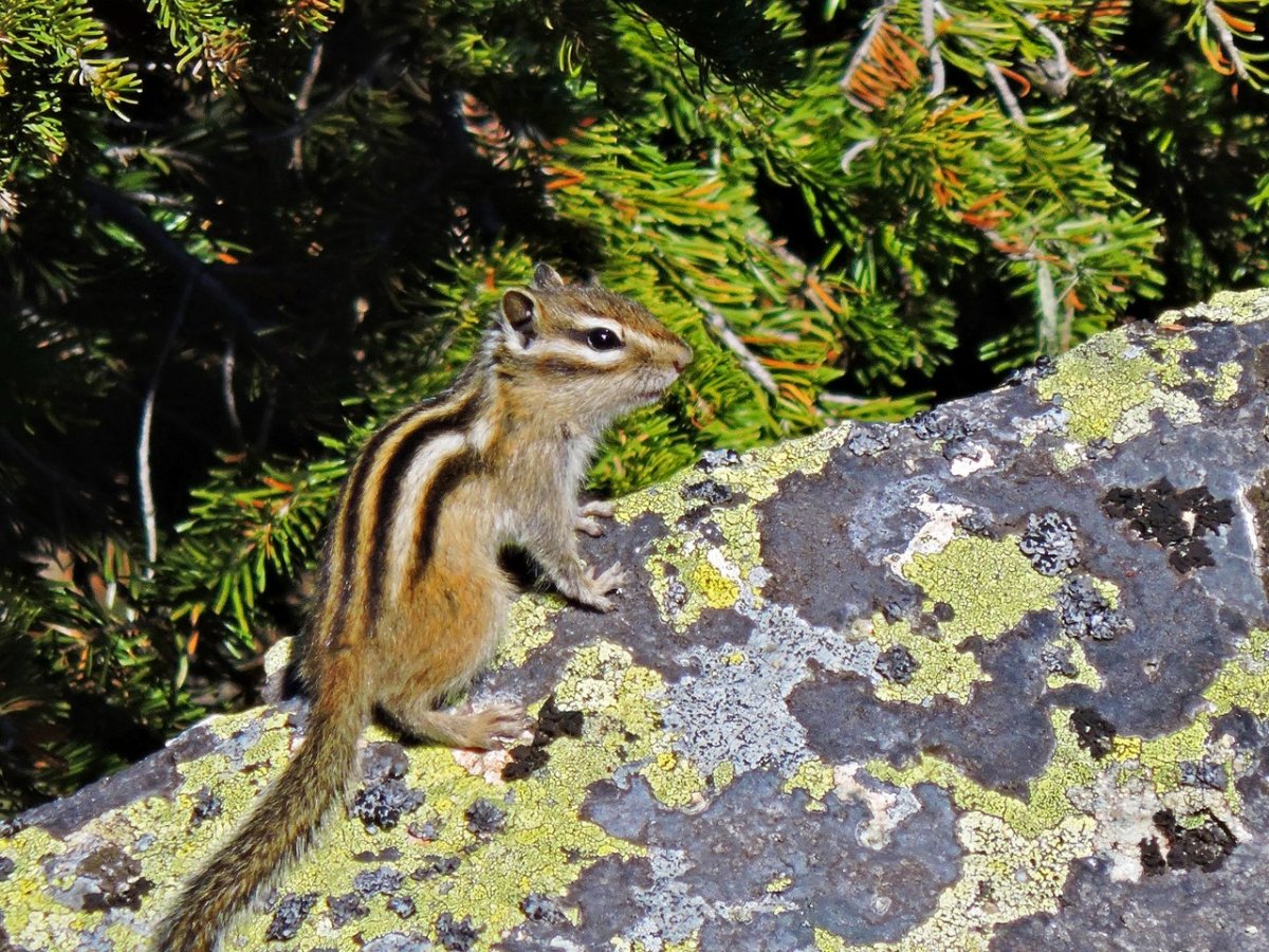 Животные горного Алтая