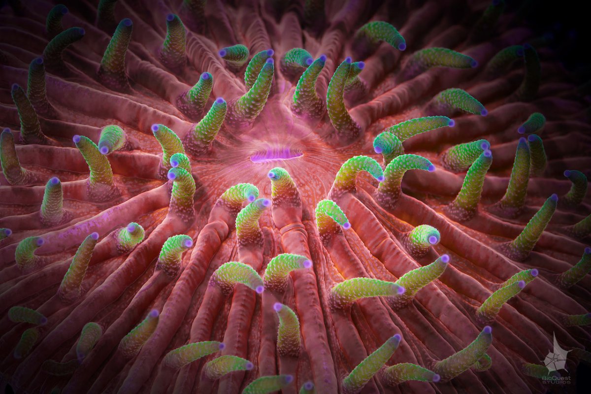 Организмы под микроскопом