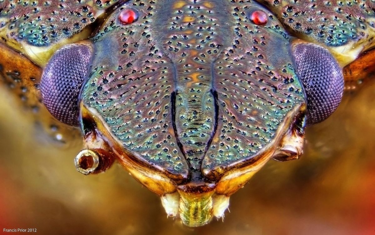 Клоп ест черепаху