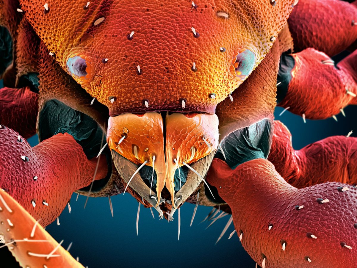 Микромир под микроскопом