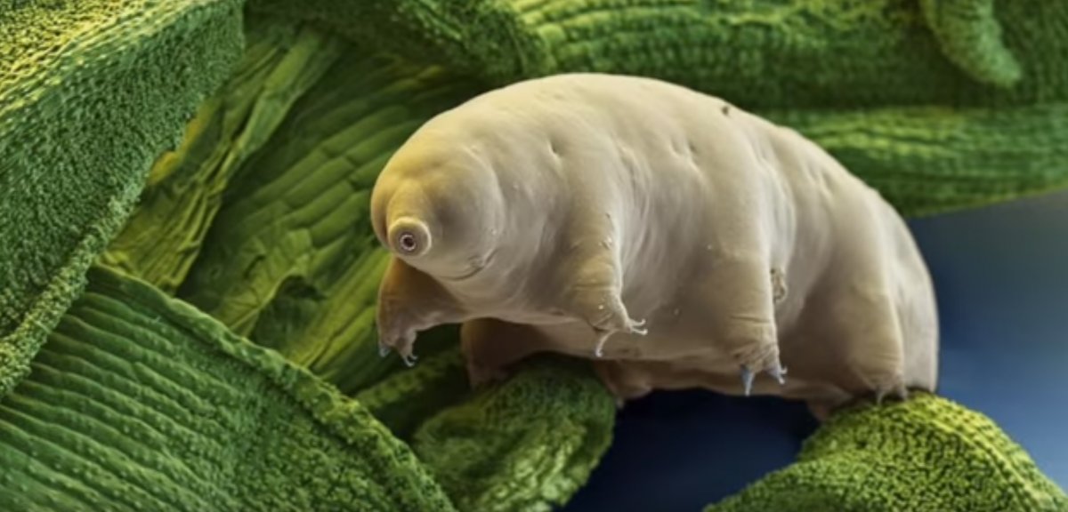 Водный медведь тихоходка