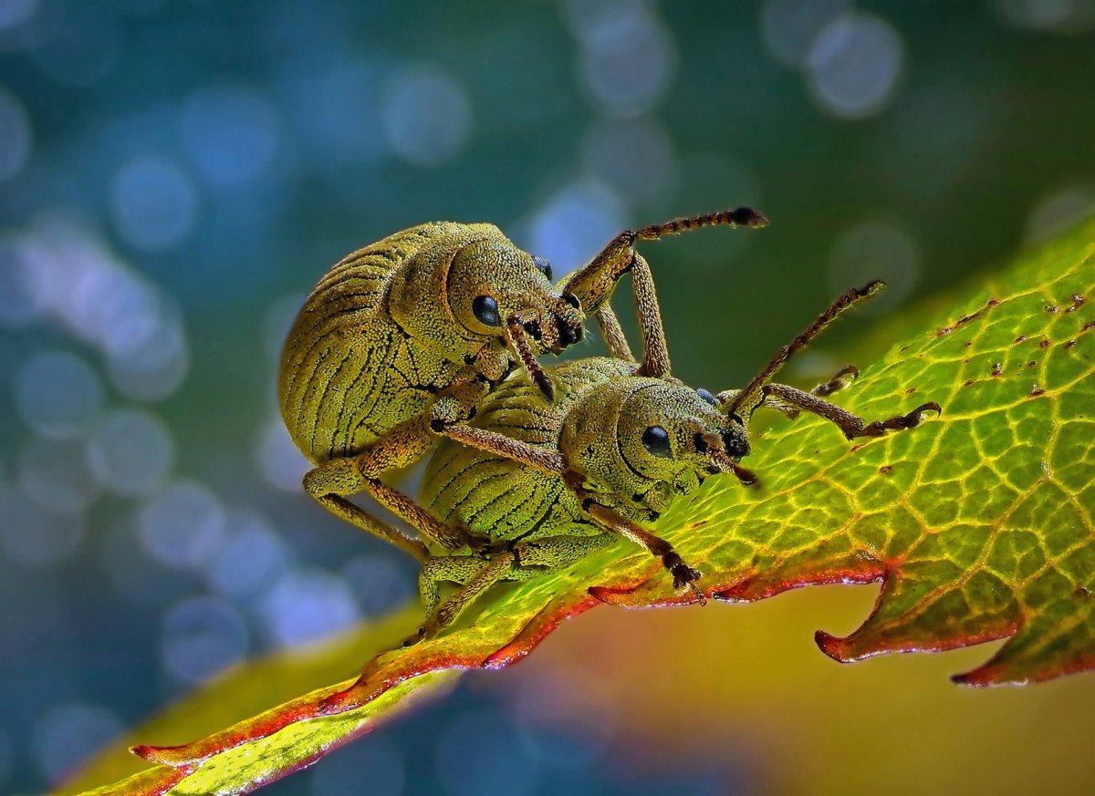 Квартирный долгоносик под микроскопом