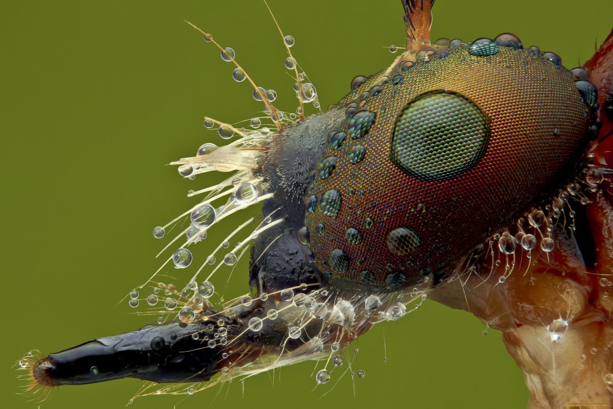 Макрофотографии комара насекомых