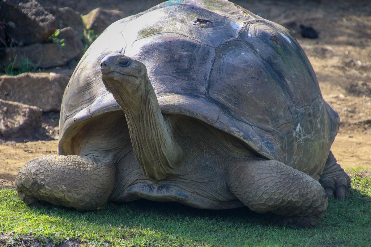 Лигр Геркулес гибрид Льва и тигра