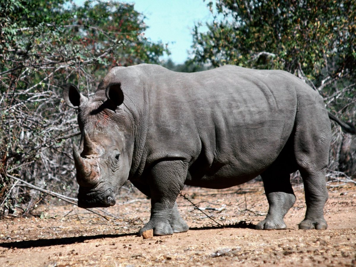 Большой Африканский слон