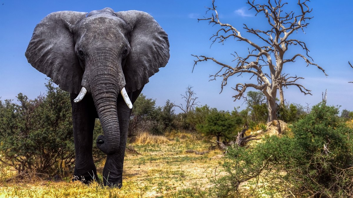 Эбен Маккриммон большие животные люди