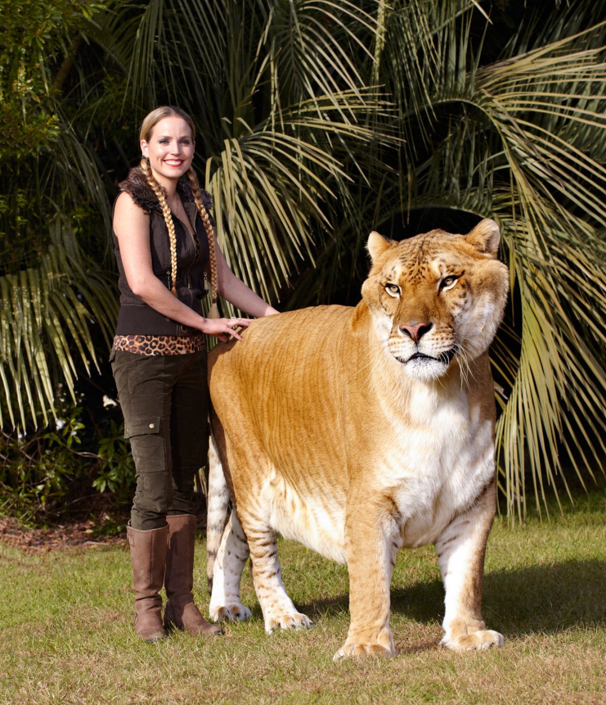 Лигр Геркулес