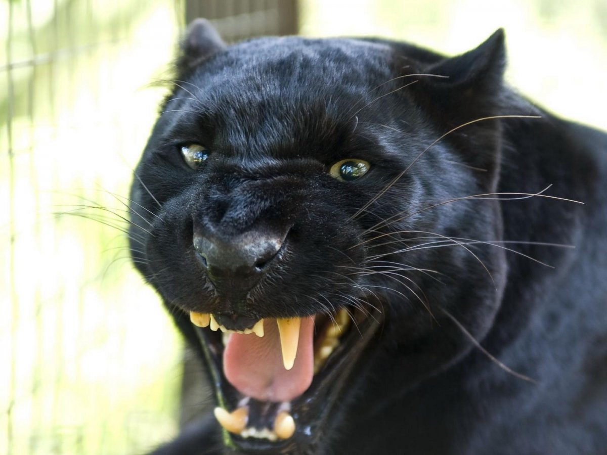 Черная Пума оскал