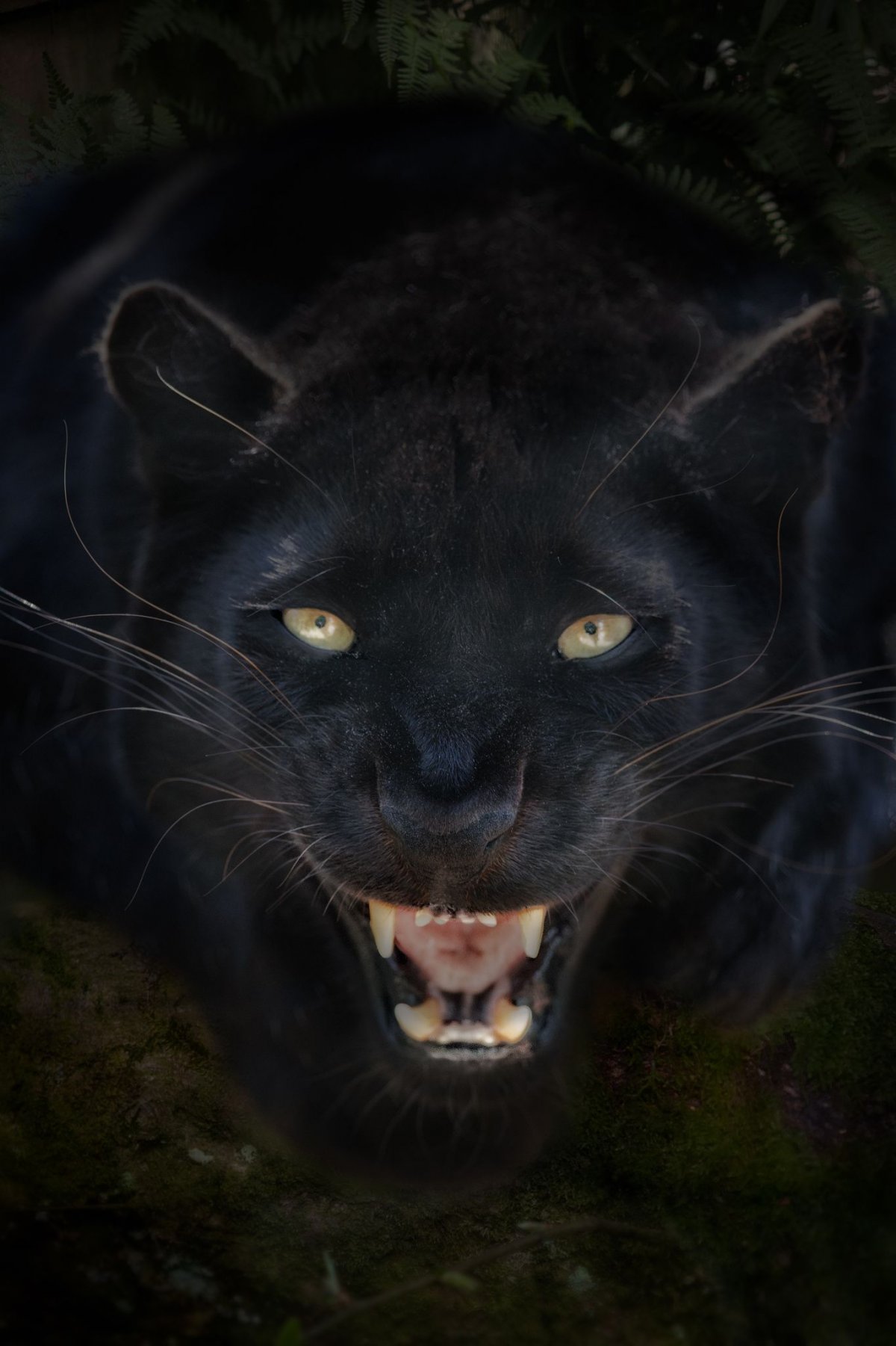 Хищные животные пантера