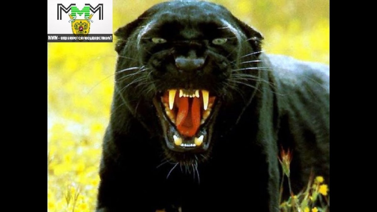 Злая пантера