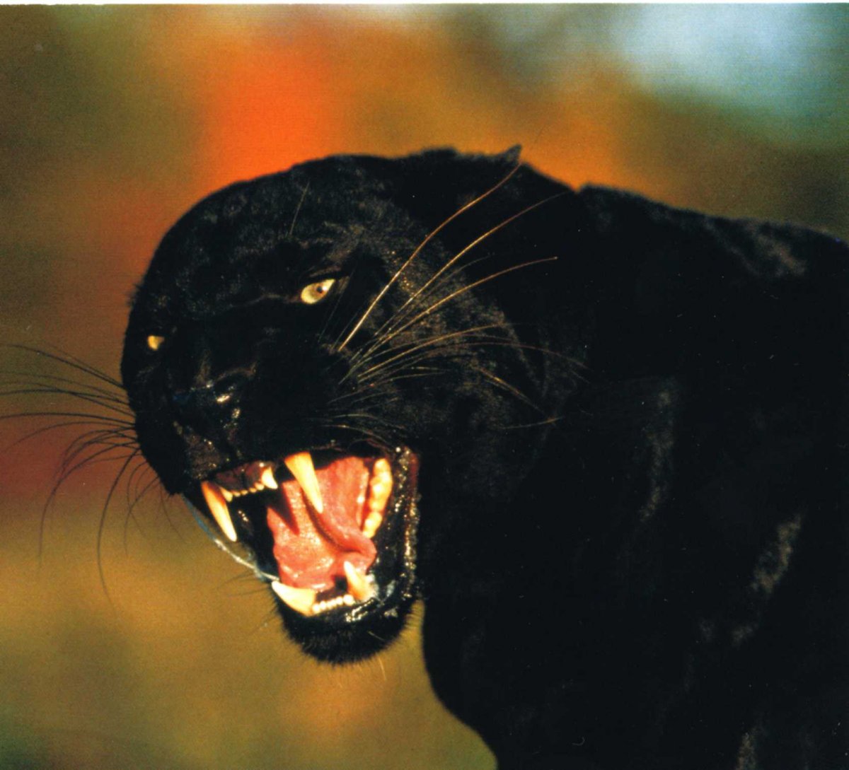 Черный Ягуар оскал