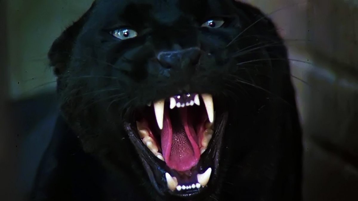 Пантеры нападают