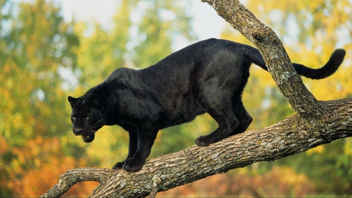 Пантера рычит