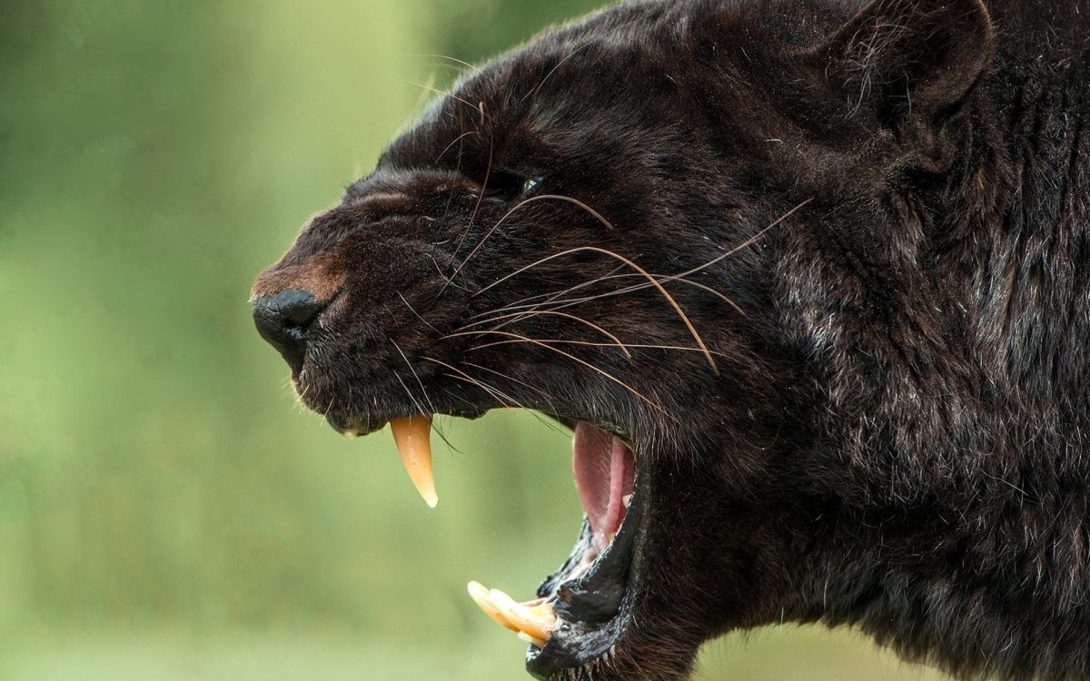 Оскал ягуара