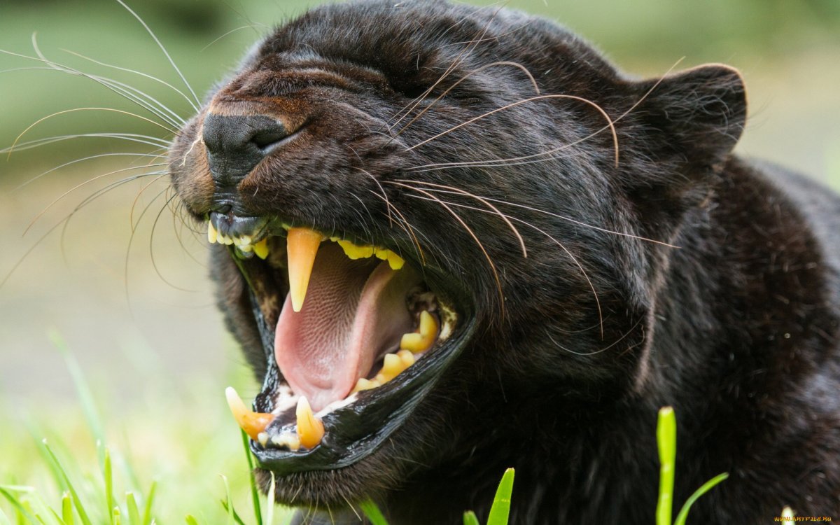 Черный Ягуар оскал