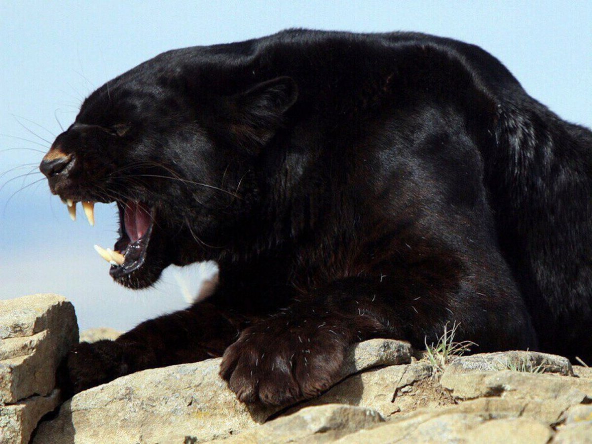 Меланизм Ягуар