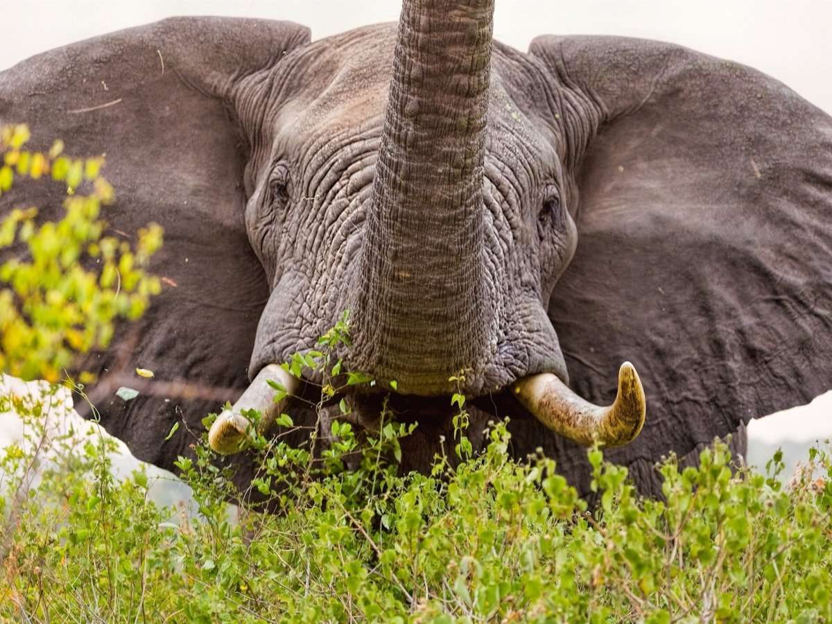 Африканский слон