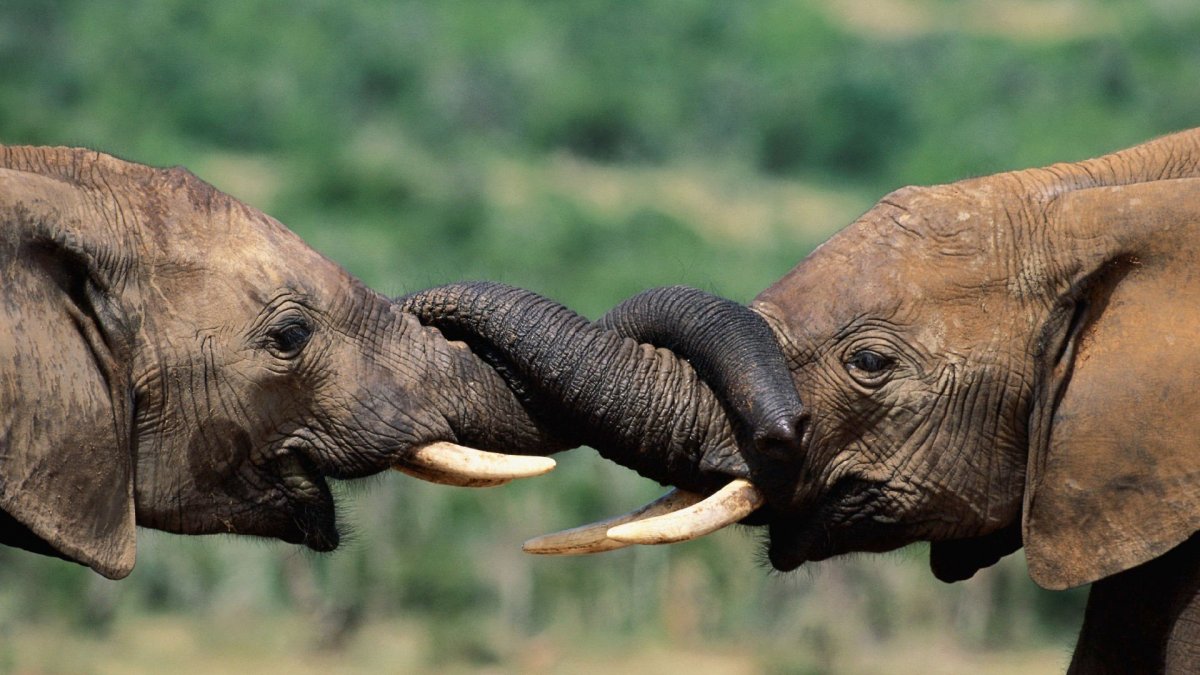 Слоник с коротким хоботом