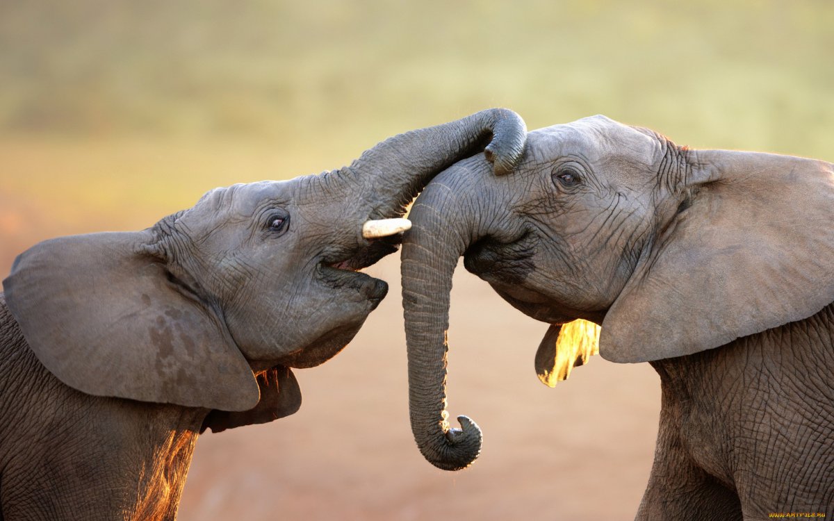 Национальный парк Гарамба