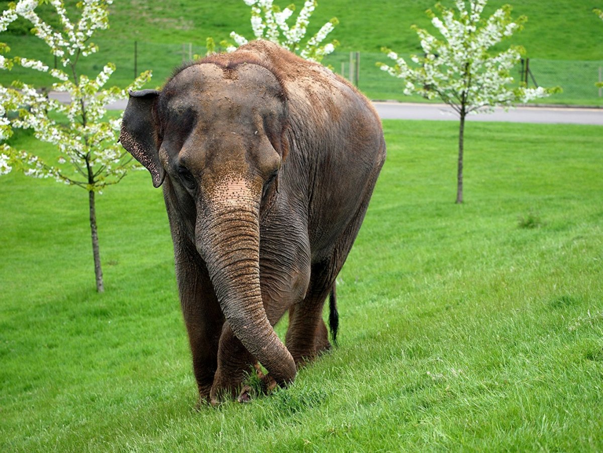 Слоны в Африке