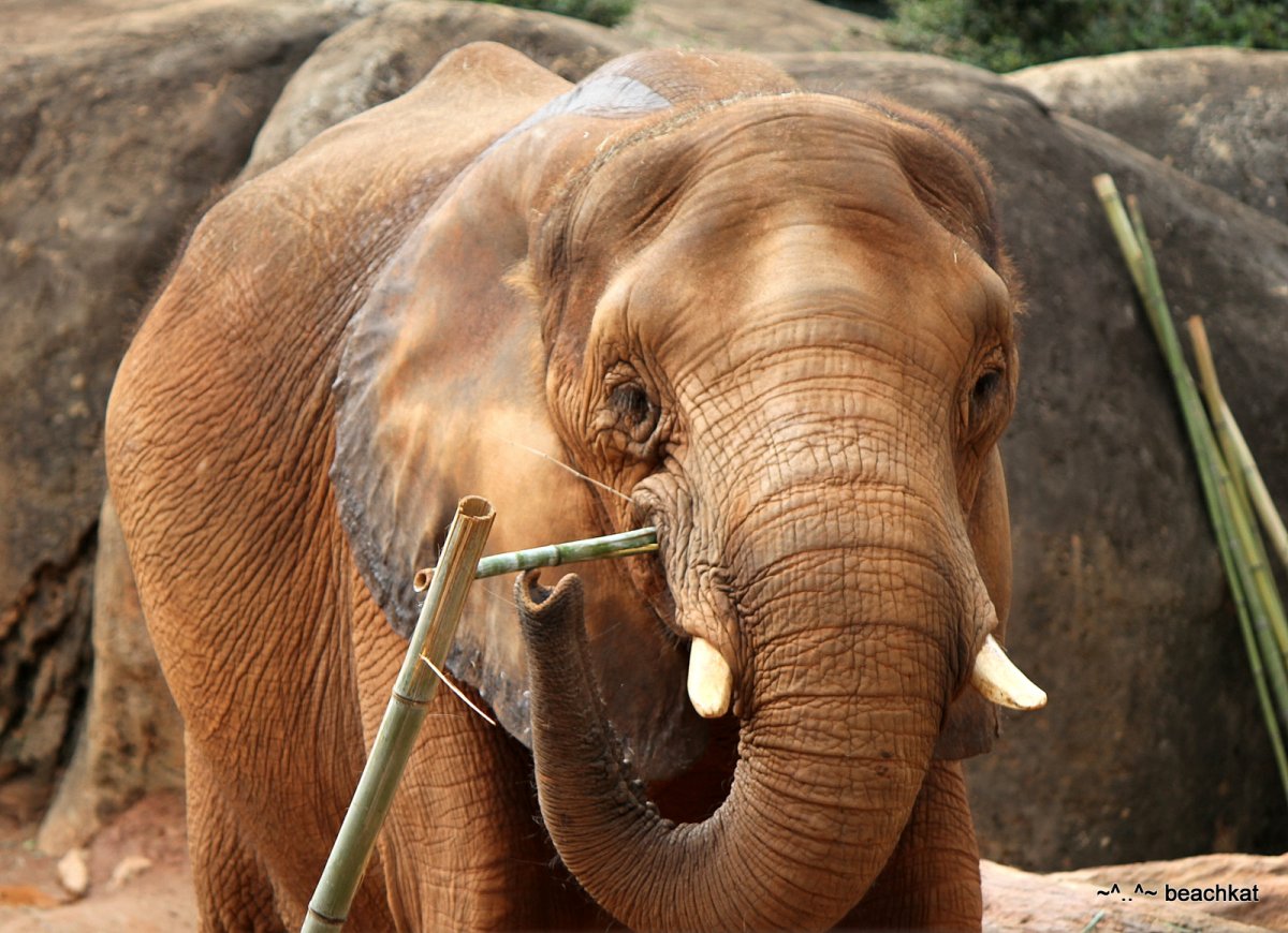 Маленький хобот