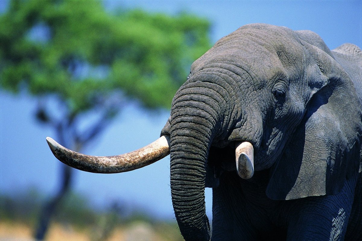 Саванный слон