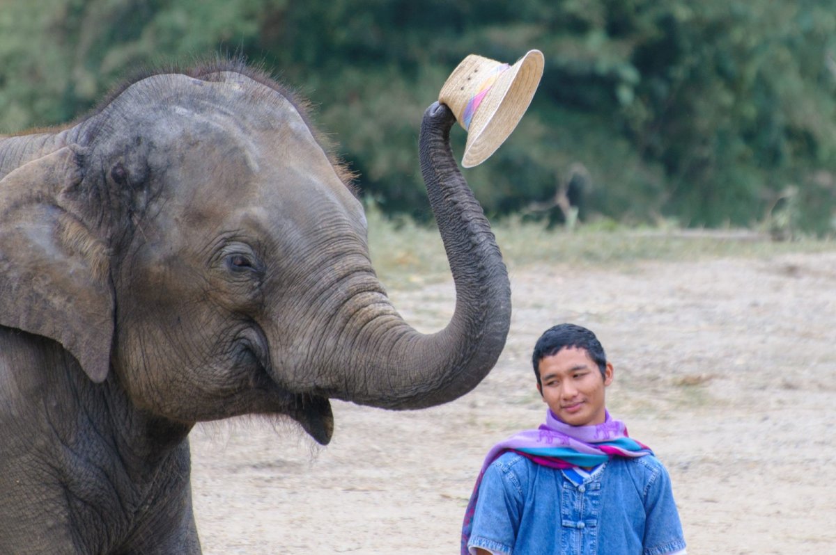 Слон без хобота фото