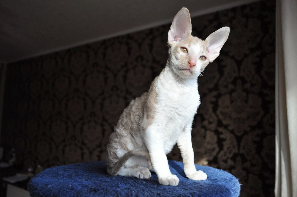 Корниш рекс лавандовый