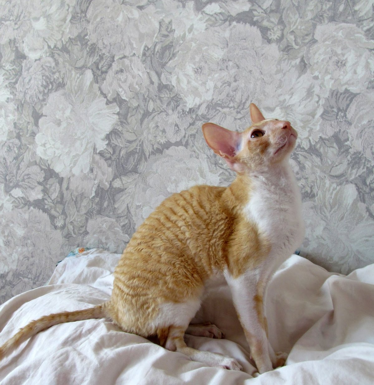 Корниш рекс кошка белая