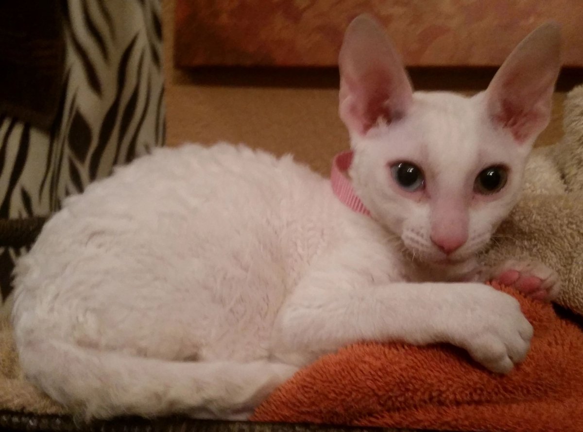 Корниш рекс Арлекин