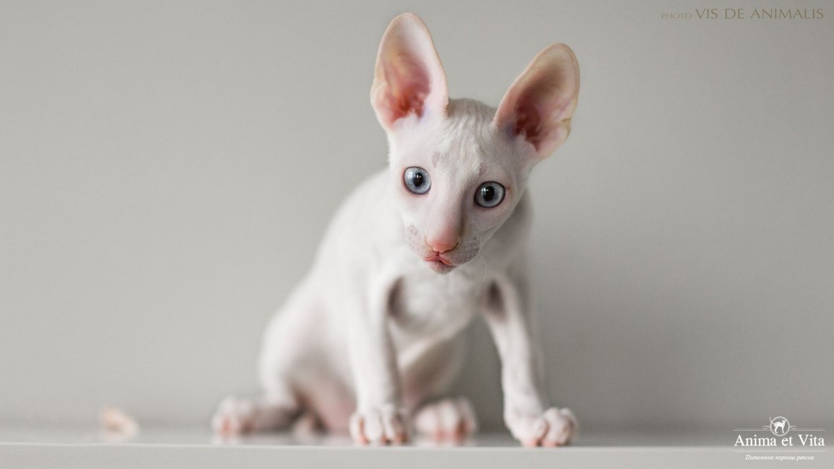 Коты Корниш рекс