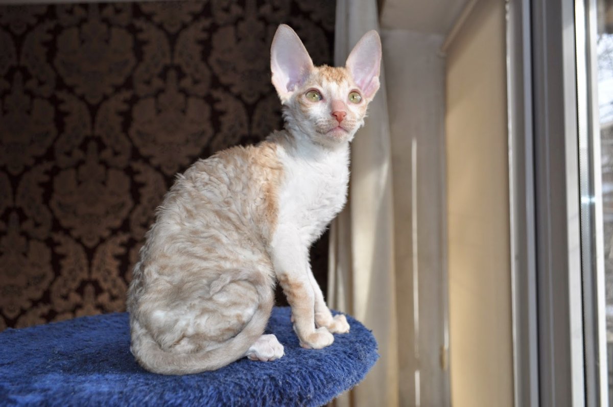 Американский Корниш рекс