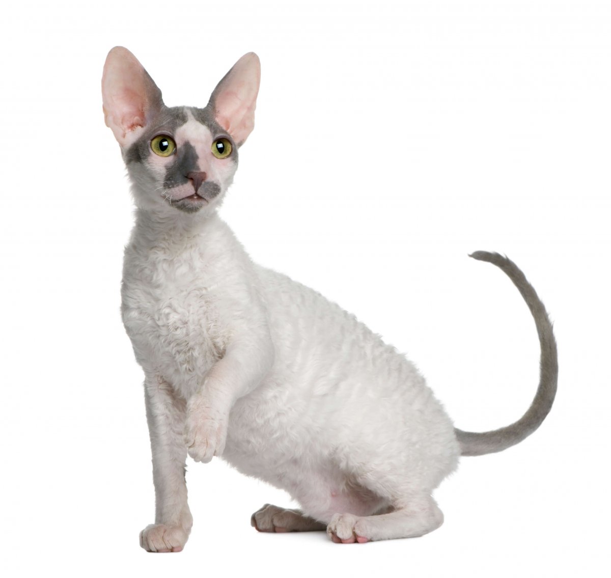 Корниш-рекс заводчики