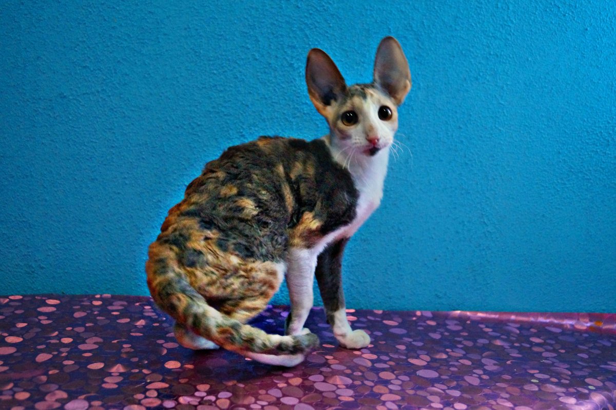 Корниш рекс белый котенок