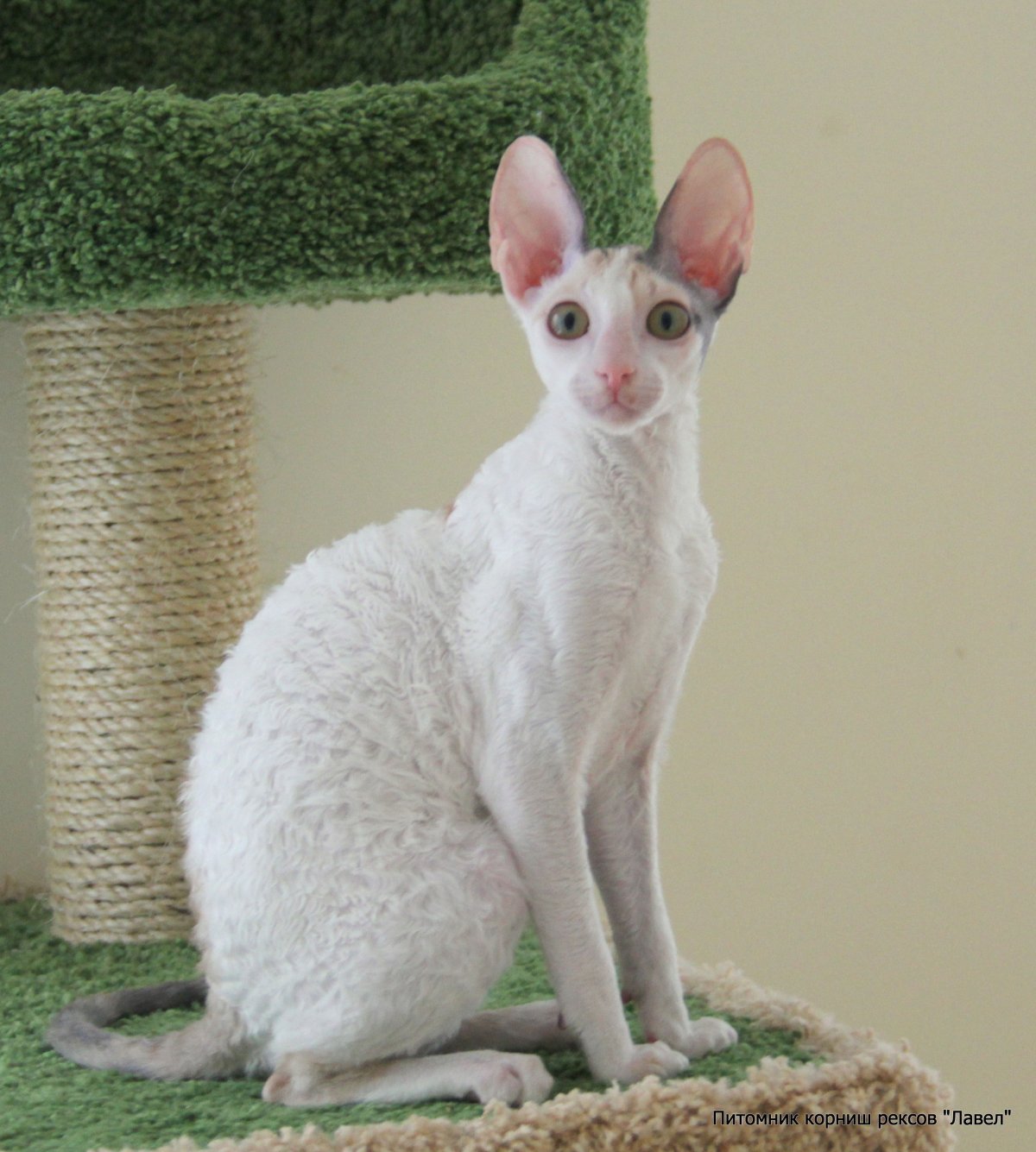 Питомник Корниш рекс Москва