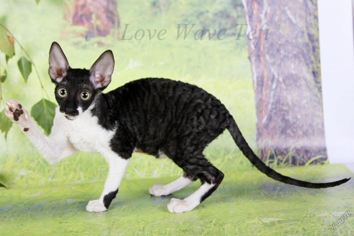 Cornish Rex