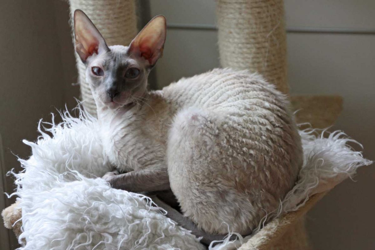 Корниш рекс пятнистый