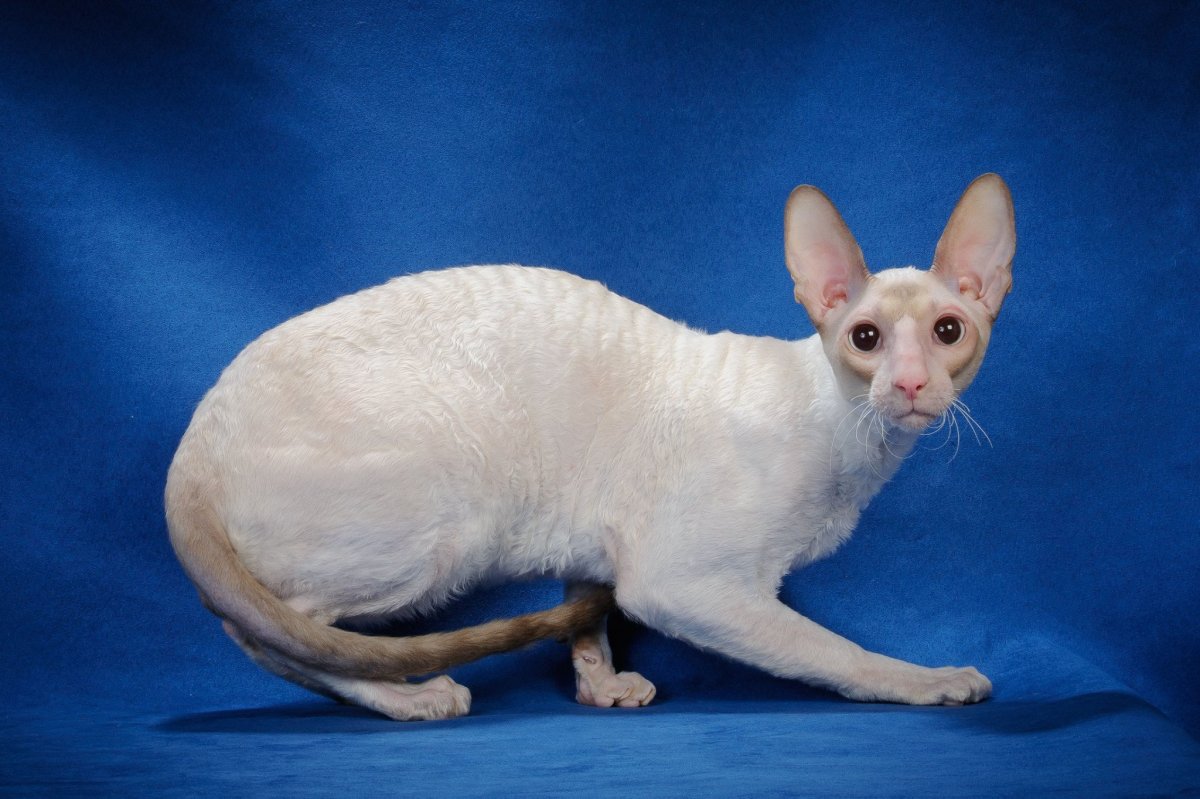 Корниш рекс персиковый