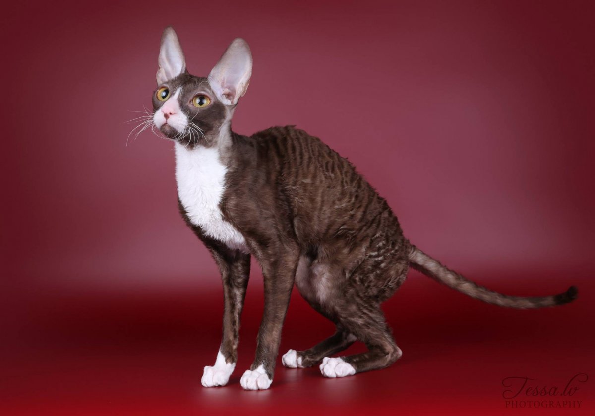 Кошка Корниш рекс котята