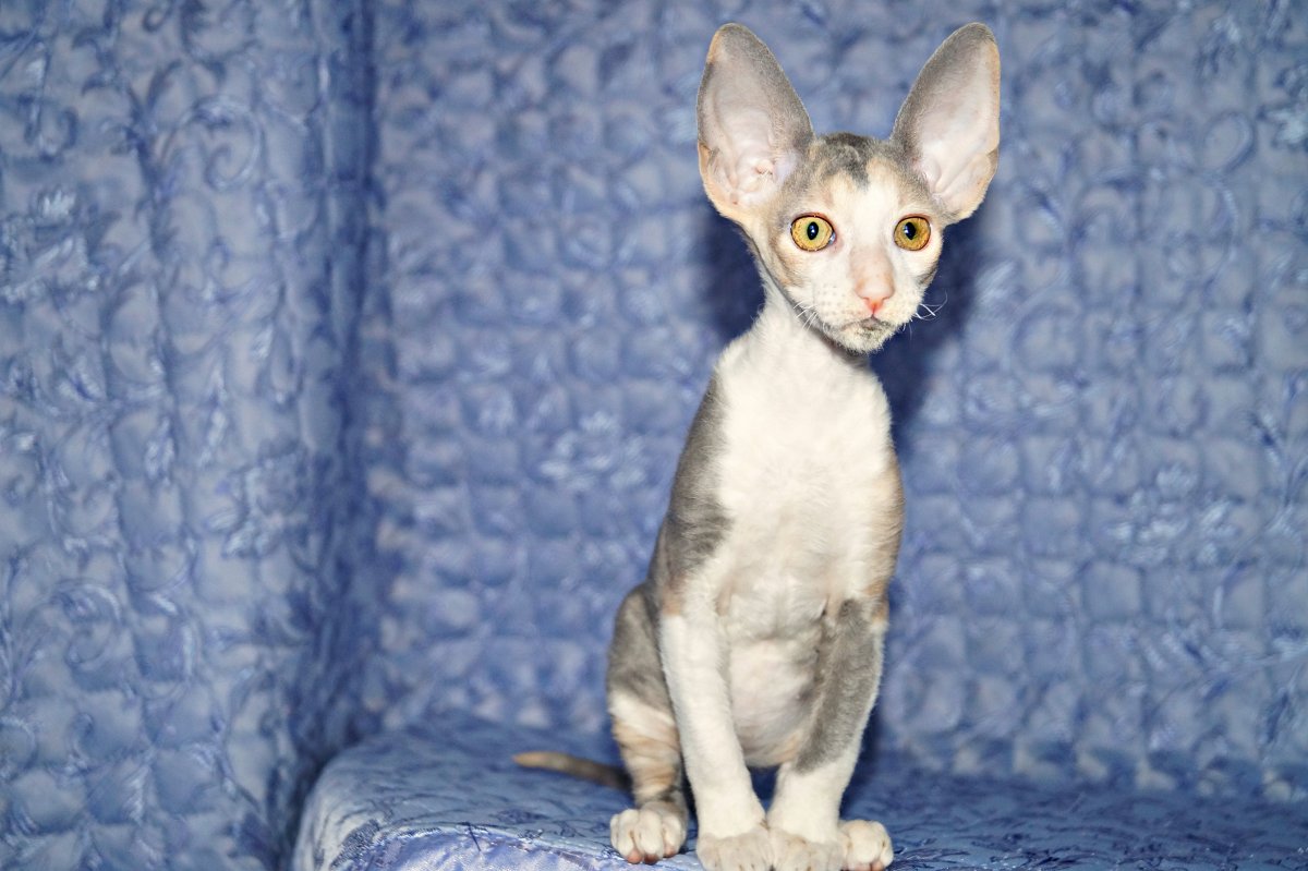 Корниш рекс