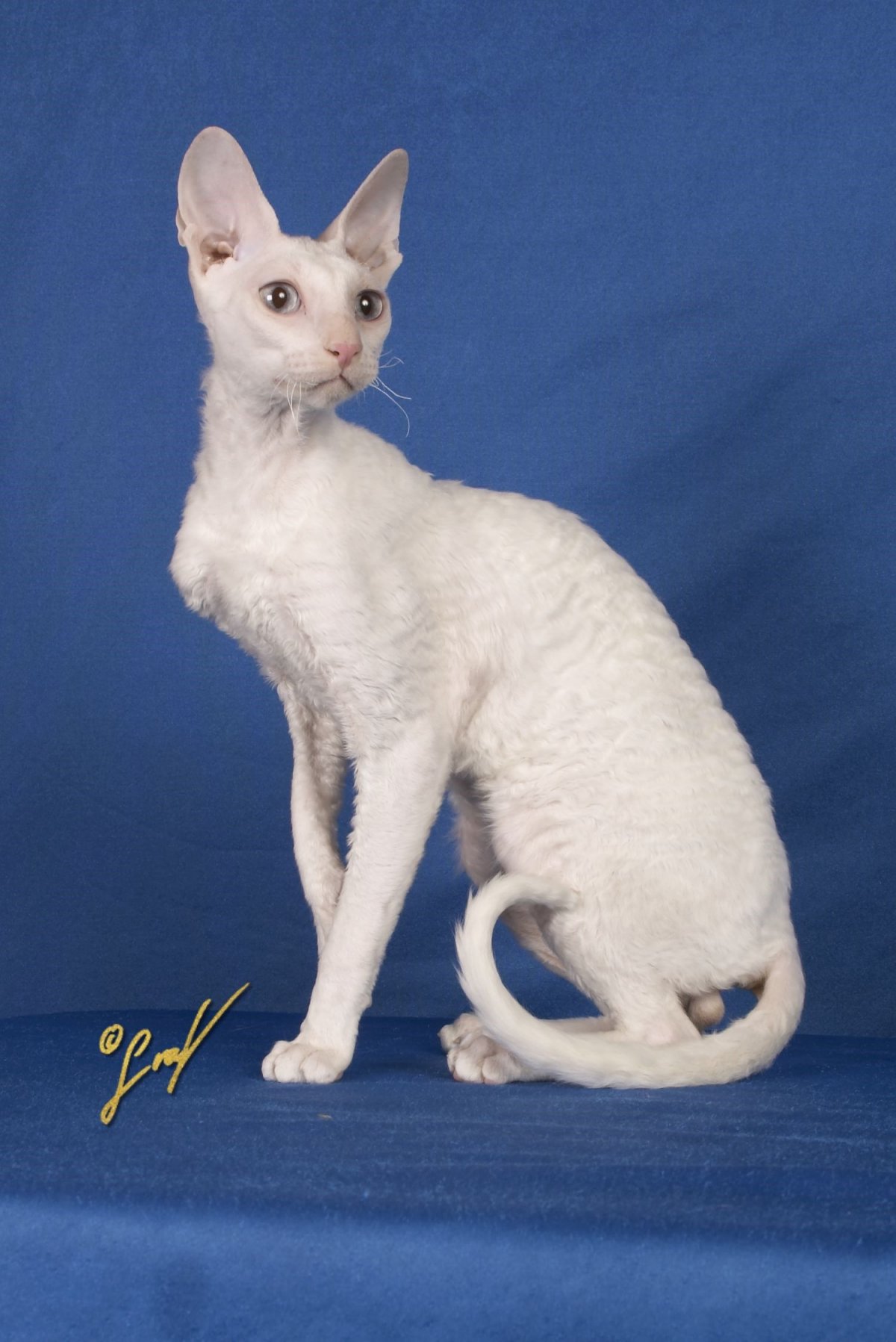 Корниш рекс белый