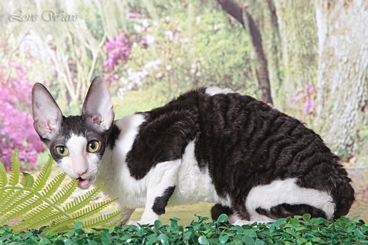 Коты Корниш рекс