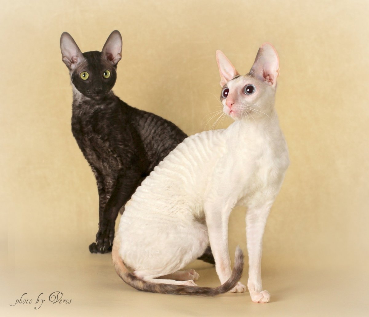 Корниш рекс красный